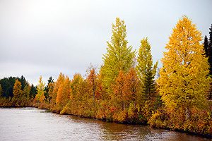 Fall colors along Highway 4