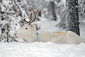 Reindeer close to Aihkiniemi