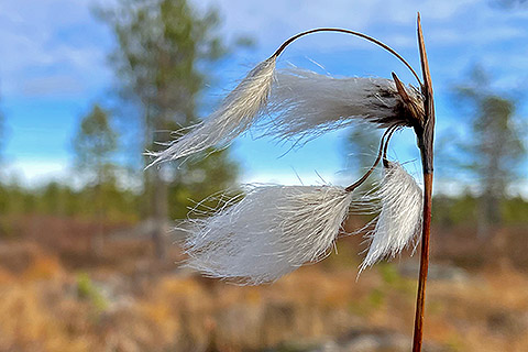 Cottongrass