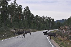Reindeer on road